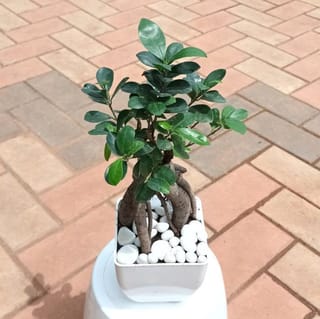 Ficus Bonsai in 5 Inch Fiber Glass Pot with Decorative Pebbles