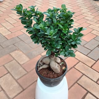 Ficus Bonsai in 8 Inch Plastic Pot
