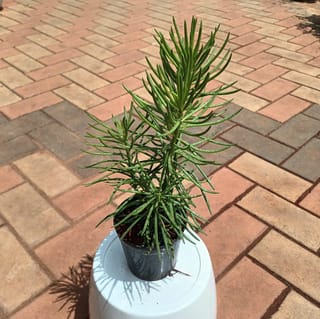 Bush Sanecio Succulent in 4 Inch Plastic Pot