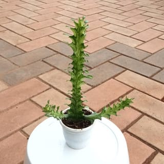 Euphorbia Lactea Succulent in 2 Inch Plastic Pot